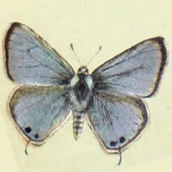 Lampides boeticus - Großer Wanderbläuling - Long-tailed Blue, Pea-pod Argus, Pea Blue - Azuré porte-queue