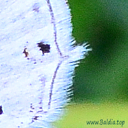 Cupido decolorata - Östlicher Kurzschwänziger Bläuling