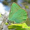 Callophrys rubi, Papilio/Thecla/Polyommatus rubi,Papilio Coeus - Grüner Zipfelfalter, Brombeerzipfelfalter - Green Hairstreak - Cejialba - Thècle de la ronce,Argus vert