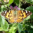 DISTELFALTER (Vanessa cardui)