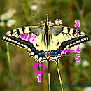 SCHWALBENSCHWANZ (Papilio machaon)