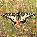 SCHWALBENSCHWANZ (Papilio machaon)