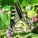 SCHWALBENSCHWANZ (Papilio machaon)