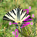 SEGELFALTER (Iphiclides podalirius)