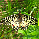 OSTERLUZEIFALTER (Zerynthia polyxena)