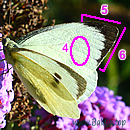 GROSSER KOHLWEISSLING (Pieris brassicae) 