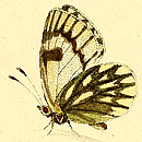 ALPENWEISSLING (Pontia callidice)