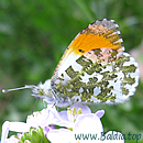 AURORAFALTER (Anthocharis cardamines)