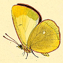 HOCHMOOR-GELBLING (Colias palaeno)