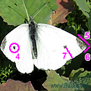 KLEINER KOHLWEISSLING (Pieris rapae) 