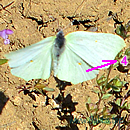 ZITRONENFALTER (Gonepteryx rhamni)