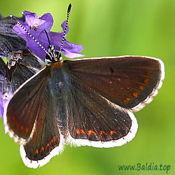 Aricia agestis,astrache,medon - Kleiner Sonnenröschen-Bläuling,Dunkelbrauner Bläuling,Zweibrütiger Sonnenröschen-Bläuling,Heidewiesenbräunling - Brown Argus - Morena serrana - Collier-de-corail, Argus brun