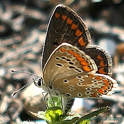 Aricia agestis,astrache,medon - Kleiner Sonnenröschen-Bläuling,Dunkelbrauner Bläuling,Zweibrütiger Sonnenröschen-Bläuling,Heidewiesenbräunling - Brown Argus - Morena serrana - Collier-de-corail, Argus brun