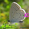 Cupido (Everes) alcetas -   Südlicher Kurzschwänziger Bläuling - Provencal Short-tailed Blue