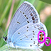  (Everes) argiades,tiresias,Papilio amyntas - Kurzschwänziger Bläuling