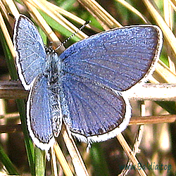  (Everes) argiades,tiresias,Papilio amyntas - Kurzschwänziger Bläuling