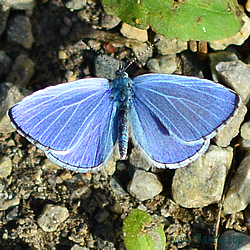 Celastrina argiolus - Faulbaum-Bläuling,Buschheideland-Bläuling - Holly Blue - Náyade - Azuré des nerpruns, Argus à bande noire