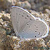Celastrina argiolus   Männchen Unterseite