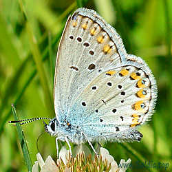 Plebejus argyrognomon,ismenias,aegus - Kronwicken-Bläuling,Gemeiner Bläuling - Reverdin's Blue, Northern Blue - L’Azuré des coronilles, Azuré porte-arceaux, Argus fléché