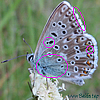 Polyommatus (Lysandra, Meleageria,Lycaena) coridon - Silbergrüner Bläuling,Grastrift-Bläuling, Schafschwingelrasen-Bläuling - Chalk-hill Blue