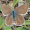 Polyommatus damon