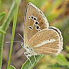 Polyommatus damon