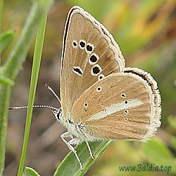 Polyommatus damon- Grosser Esparsetten-Bläuling