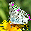 Polyommatus (Papilio,Meleageria) daphnis,endymion - Zahnflügel-Bläuling - Meleager's Blue - L'Azuré de l'orobe
