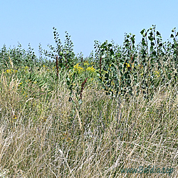 dispar Habitat 3
