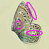 Polyommatus eros - Eros-Bläuling - Eros Blue