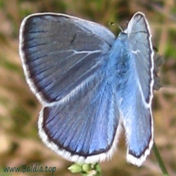 Polyommatus escheri, Agrodiaetus escheri- Escher-Bläuling - Escher's Blue - Fabiola - Azuré du plantain