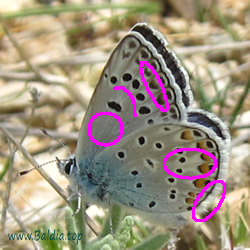 Polyommatus escheri, Agrodiaetus escheri- Escher-Bläuling - Escher's Blue - Fabiola - Azuré du plantain