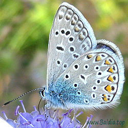 Polyommatus icarus - Hauhechelbläuling, Gemeiner Bläuling, Ikarus-Bläuling - Common Blue - Dos puntos - Argus bleu, Azuré commun, Azuré de la Bugrane