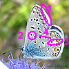 Polyommatus icarus - Hauhechelbläuling,Gemeiner Bläuling,Ikarus-Bläuling - Common Blue