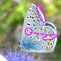 Polyommatus icarus - HauhechelBläuling, Gemeiner Bläuling, Ikarus-Bläuling - Common Blue - Dos puntos - Argus bleu, Azuré commun, Azuré de la Bugrane