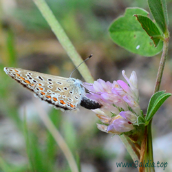 Polyommatus icarus - Hauhechelbläuling, Gemeiner Bläuling, Ikarus-Bläuling Eiablage