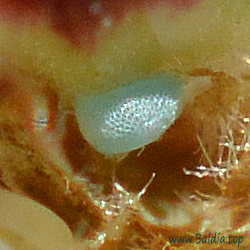 Phengaris (Maculinea) nausithous - Dunkler Wiesenknopf-AmeisenBläuling, Dunkler MoorBläuling - Dusky Large Blue - Hormiguera oscura - Azuré des paluds