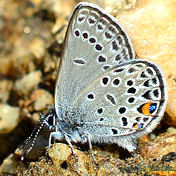 Plebejus optilete,Vacciniina optilete - Hochmoor-Bläuling, Moorheiden-Bläuling - Cranberry Blue, Yukon Blue - Plebejus optilete - Azuré de la canneberge, Argus pervenche