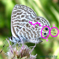 Leptotes pirithous - Kleiner Wanderbläuling