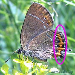 Papilio/Thecla/Nordmannia/Strymonidia/Fixsenia pruni, Papilio Prorsa - Pflaumen-Zipfelfalter - Black Hairstreak - Endrinera - Thècle du prunier, Thècle du coudrier