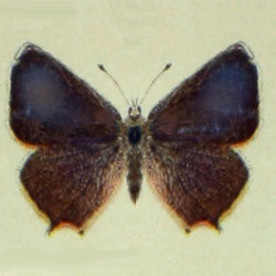 Favonius quercus - Blauer Eichen-Zipfelfalter