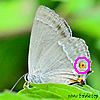 Quercusia quercus,Favonius/ Papilio/ Polyommatus/ Thecla//Zephyrus/ Neozephyrus quercus,Papilio Epeus - Blauer Eichen-Zipfelfalter - Purple Hairstrea - Nazarena - Thècle du chêne