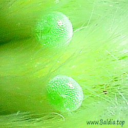 Eier _ Callophrys rubi - Grüner Zipfelfalter, Brombeerzipfelfalter
