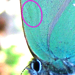 Duftschuppenfleck_ Callophrys rubi - Grüner Zipfelfalter, Brombeerzipfelfalter