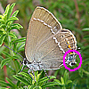 Satyrium spini, Papilio/ Thecla/ Polyommatus /Nordmannia/ Strymonidia spini,Papilio Lynceus - Kreuzdorn-Zipfelfalter, Schlehen-Zipfelfalter - Blue-spot Hairstreak - Mancha azul - Thècle des nerpruns, Thècle de l'aubépine