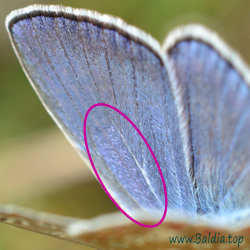 Polyommatus thersites, Agrodiaetus thersites - EsparsettenBläuling, Kleiner EsparsettenBläuling - Chapman's Blue - Celda limpia - Azuré de l'esparcette, Azuré de Chapman, Argus bleu roi