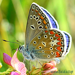 Polyommatus thersites, Agrodiaetus thersites - EsparsettenBläuling, Kleiner EsparsettenBläuling - Chapman's Blue - Celda limpia - Azuré de l'esparcette, Azuré de Chapman, Argus bleu roi