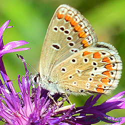 Polyommatus thersites, Agrodiaetus thersites - Esparsettenbläuling, Kleiner Esparsettenbläuling - Chapman's Blue - Celda limpia - Azuré de l'esparcette, Azuré de Chapman, Argus bleu roi