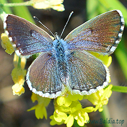 Pseudophilotes baton,vicrama schiffermuelleri- Westlicher,Östlicher Quendelbläuling,Graublauer Bläuling - Baton Blue,Eastern Baton Blue - Azuré de la sarriette, Azuré du thym, Azuré de Schiffermüller