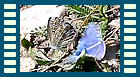 bellargus Balz